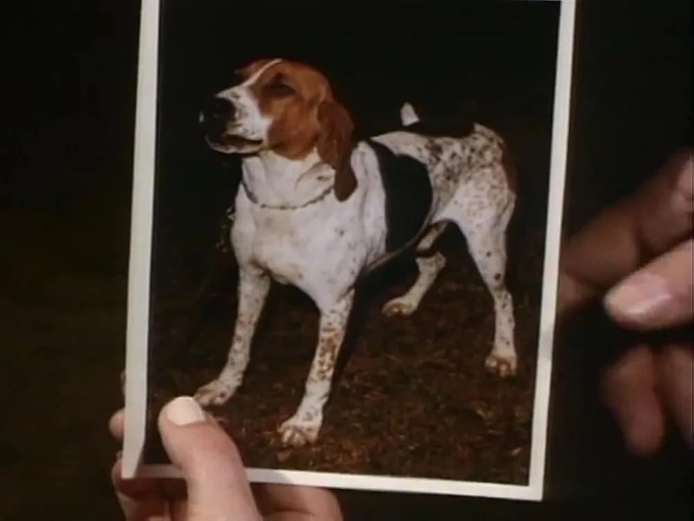 Little Dog, Gone still