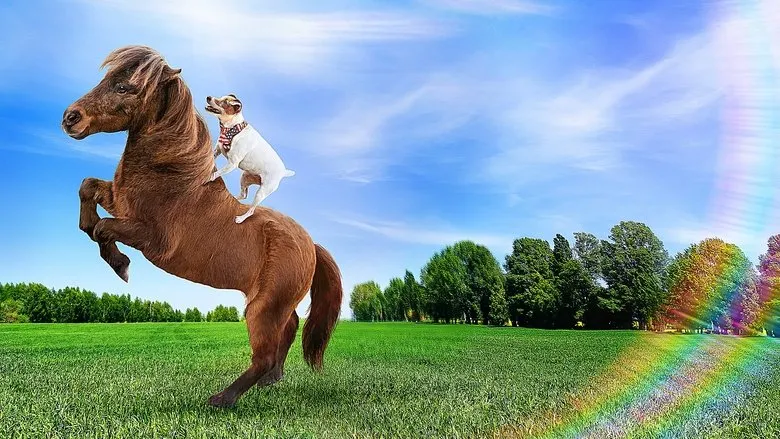 Banner for Adventures of Dally and Spanky