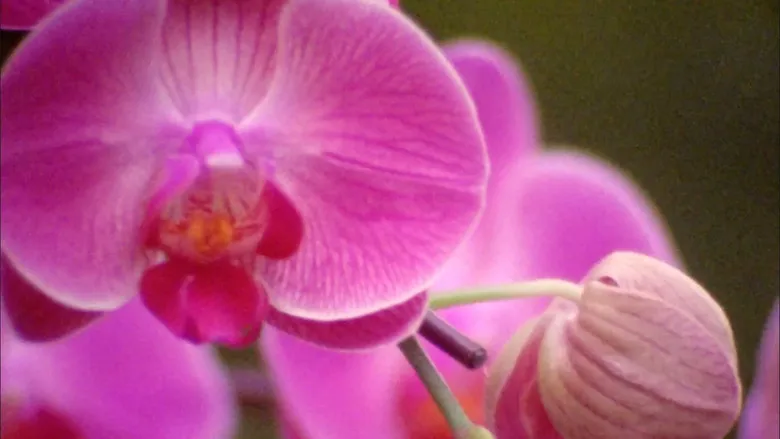 Banner for Breaking Myths