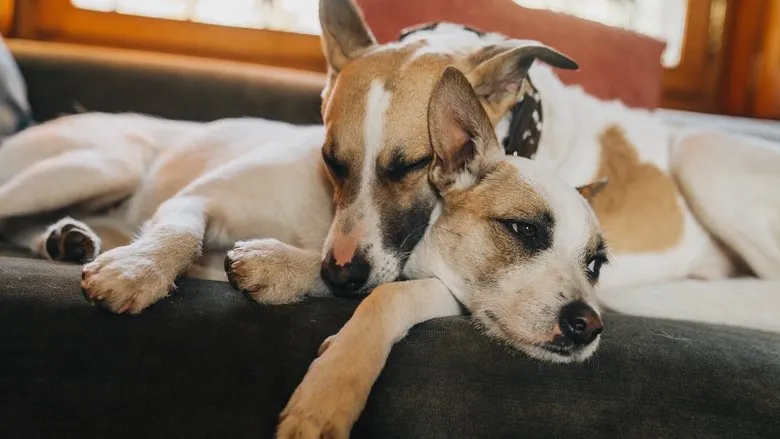 Banner for Gump – We Are Duo