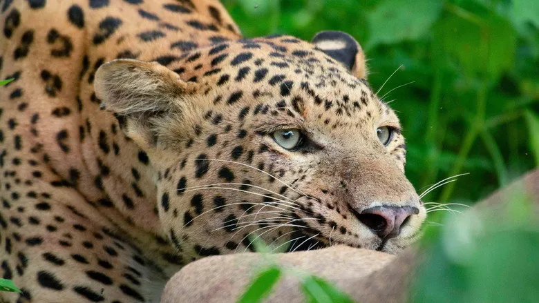 Banner for Leopard Dynasty – The Rise of Rana