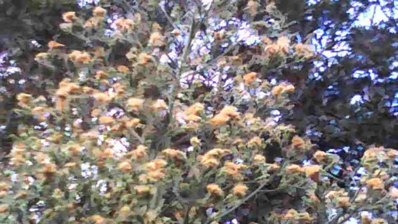 Banner for Natures Inception