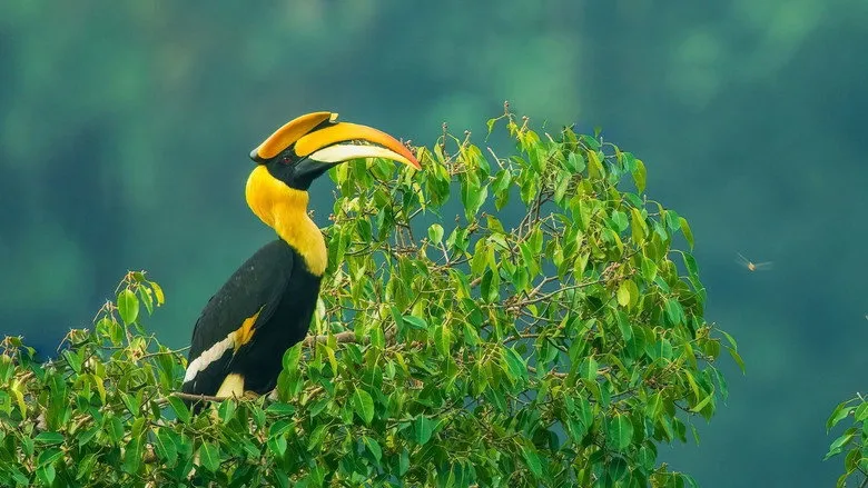 Banner for Nilgiris - A Shared Wilderness