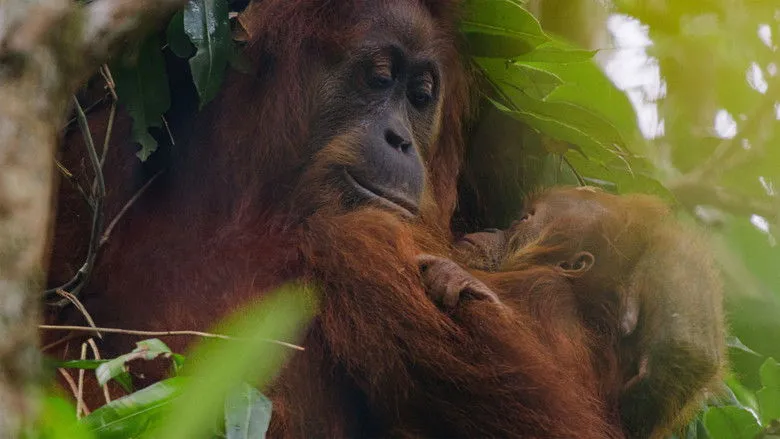Banner for Orangutan