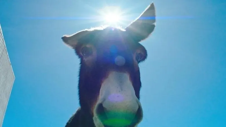 Banner for Perfectly a Strangeness