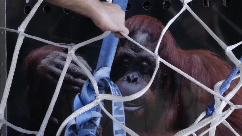 Banner for Sandra, The Primate Citizen