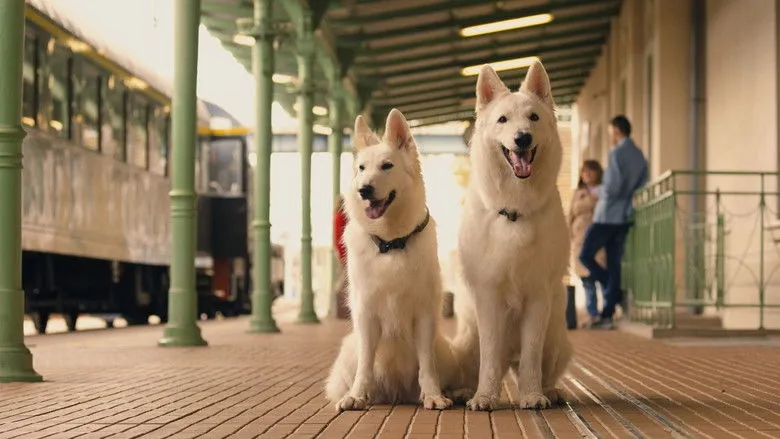 Banner for The Travelling Dog 2