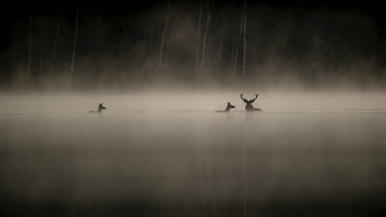 Banner for Whispers in the Woods