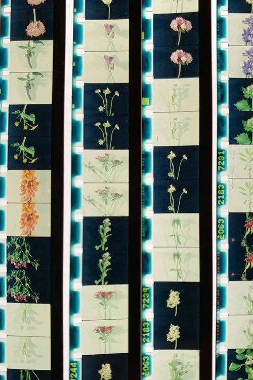 Poster for Lover, Lovers, Loving, Love