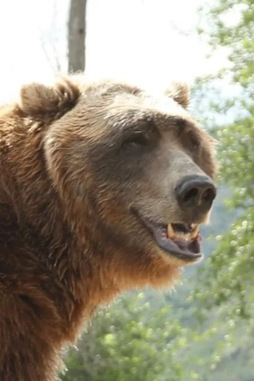 Profile photo of Bart the Bear