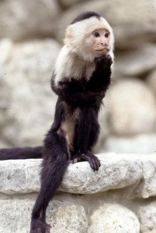 Profile photo of Binx the Monkey