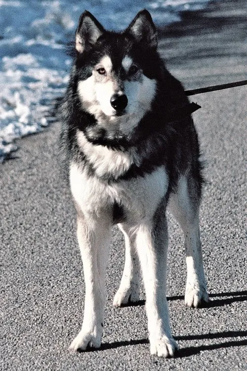 Profile photo of Jed